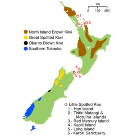 kiwi map